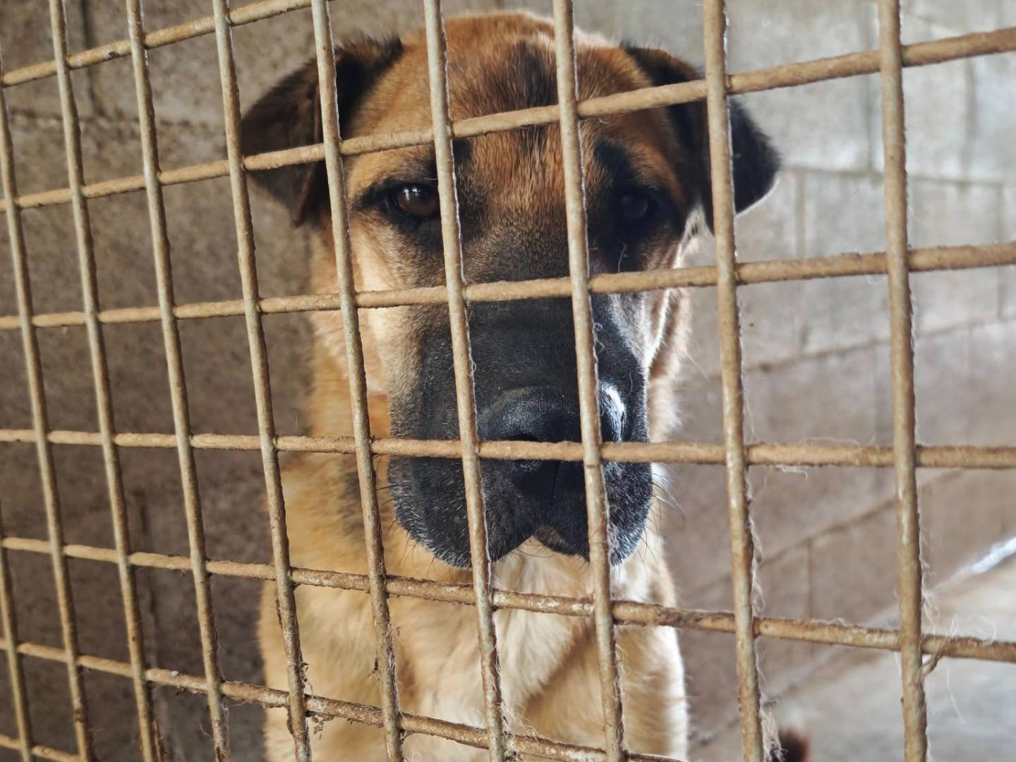Adotta il cane Tarzan a Bari