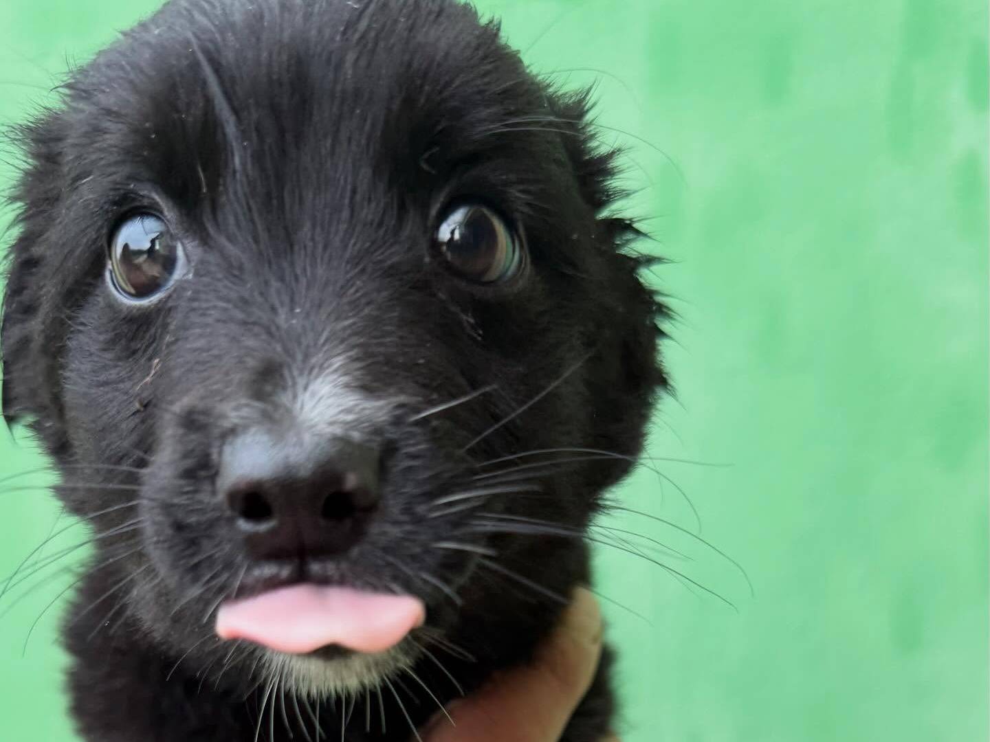 Vuoi adottare un cane a Matera?