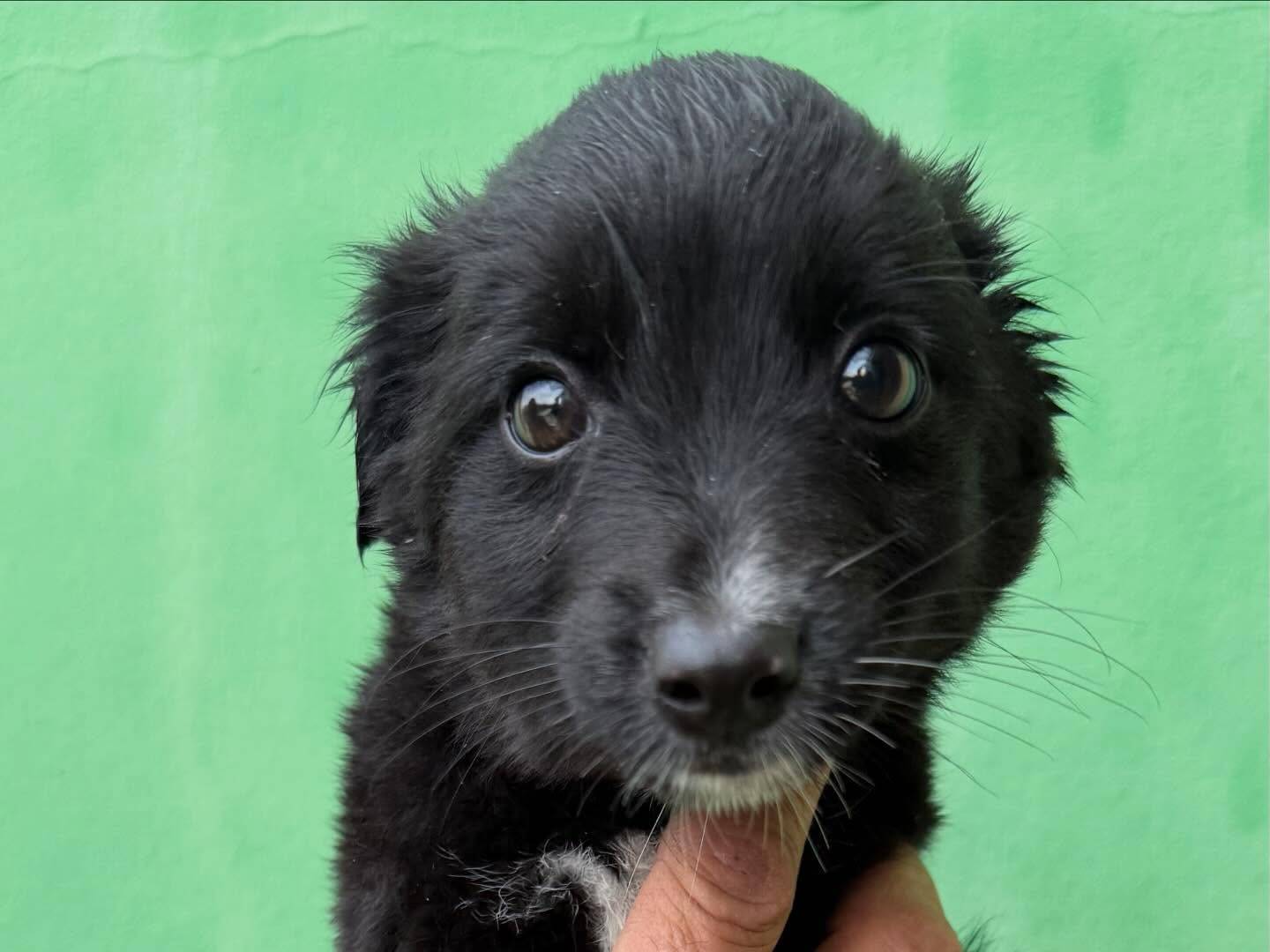 Adotta il cane Salem a Matera