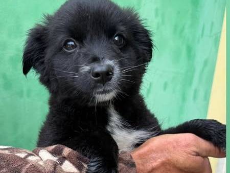 Adozione cane, maschio, Razza sconosciuta Razza sconosciuta, 3 mesi, taglia media contenuta, Matera