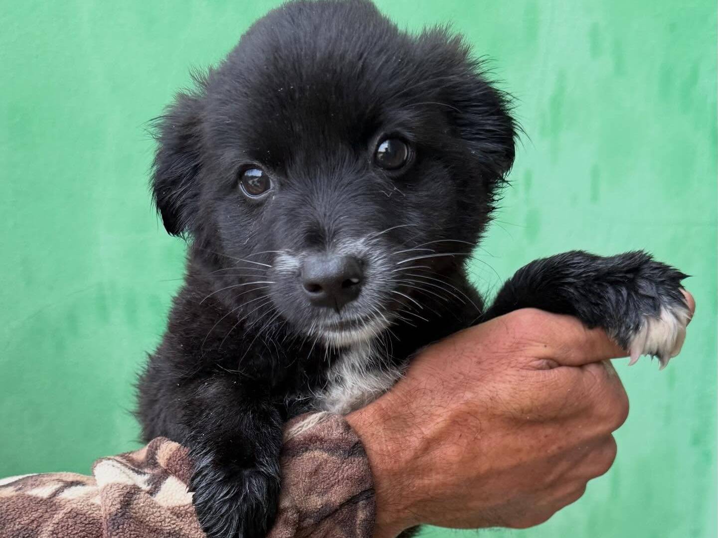Adotta un cane, maschio, 3 mesi, Matera