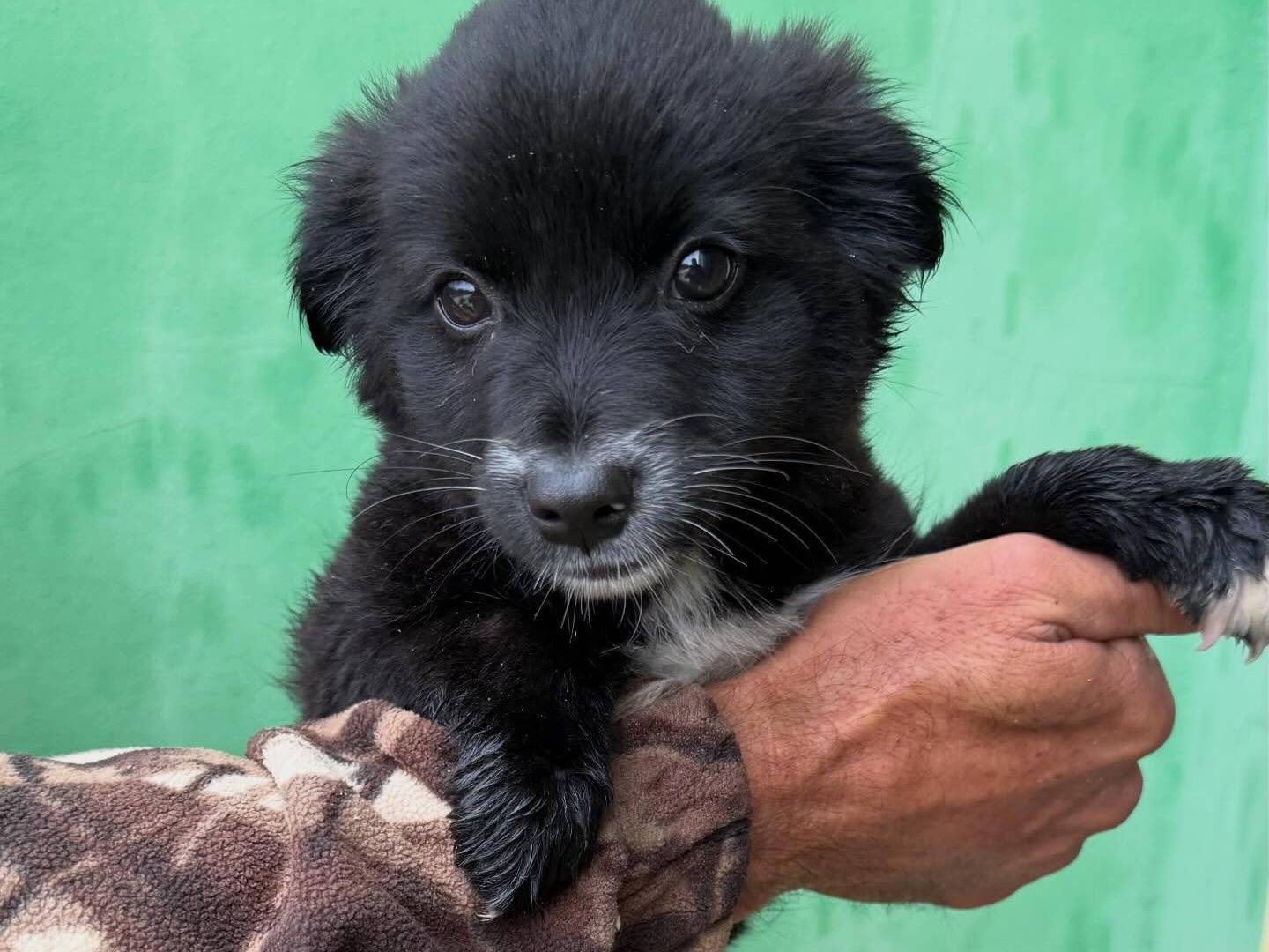 Adotta un cane, taglia media contenuta, maschio, Matera