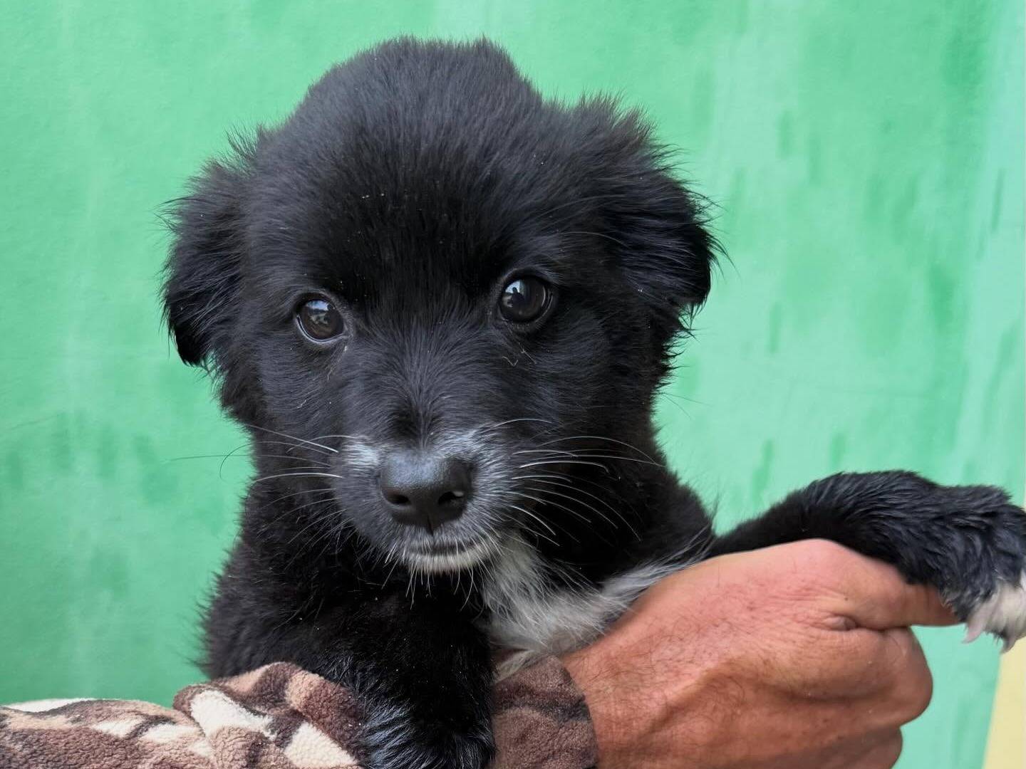 Vuoi adottare un cane a Matera?