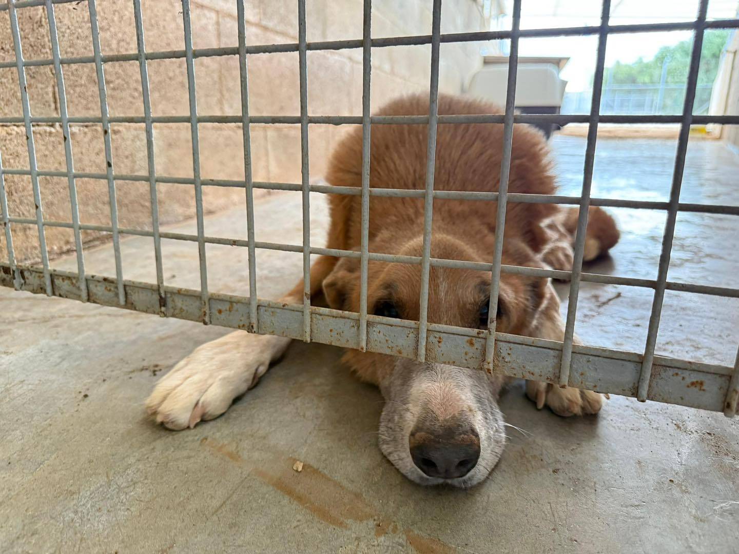 Vuoi adottare un cane a Bari?