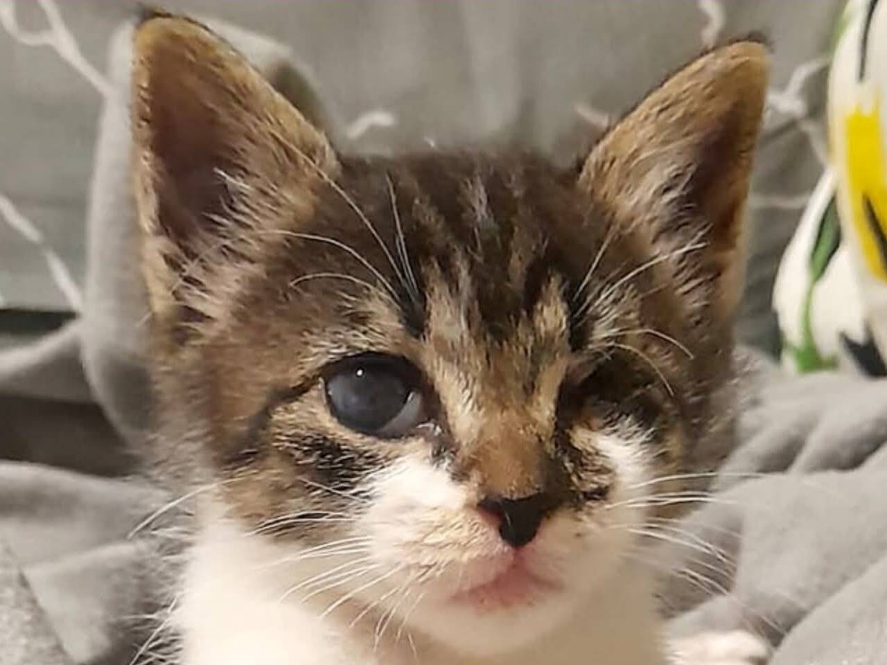 Adotta un gatto, femmina, 2 mesi, Torino