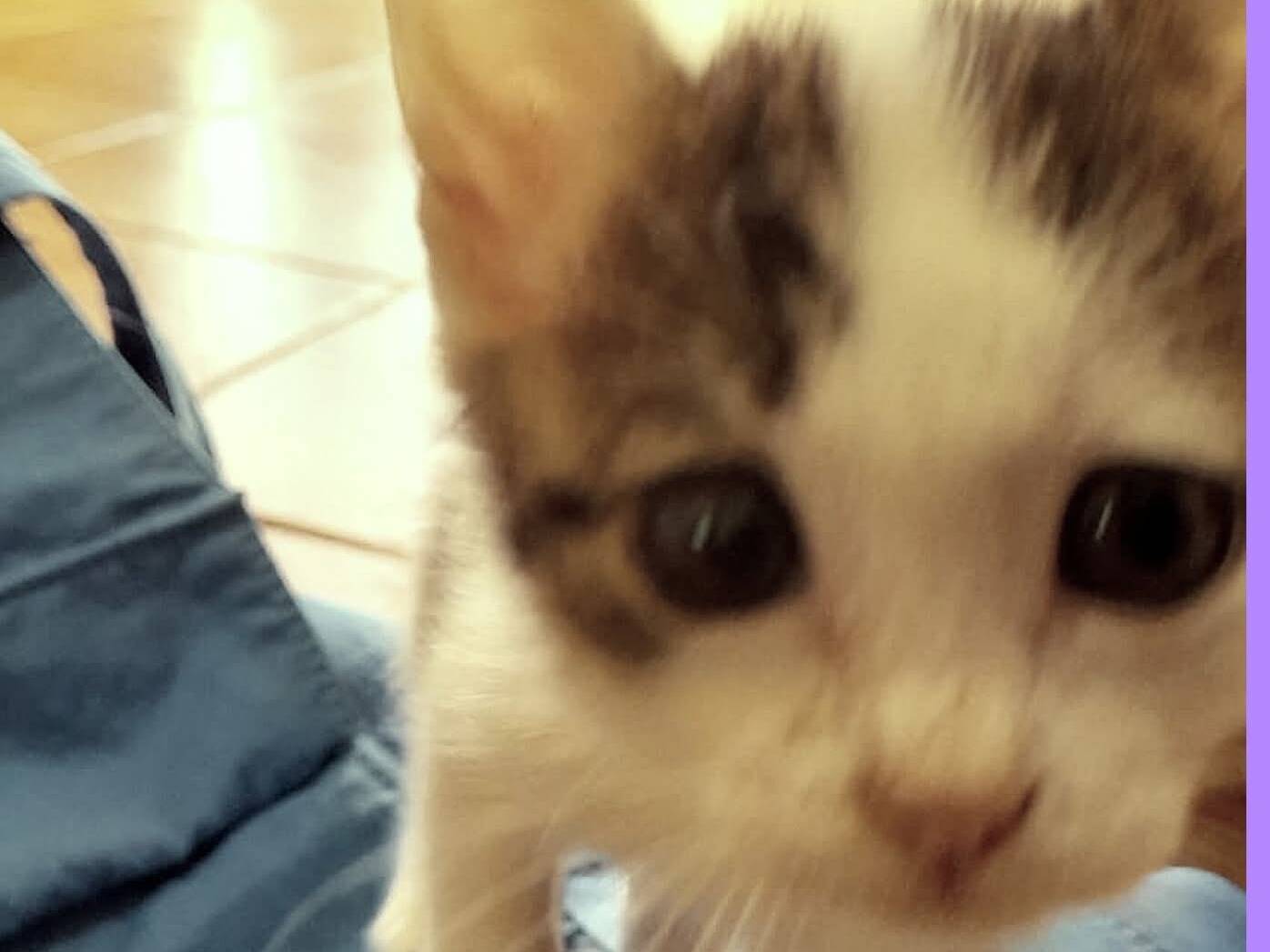 Adotta un gatto, taglia non valida, femmina, Torino
