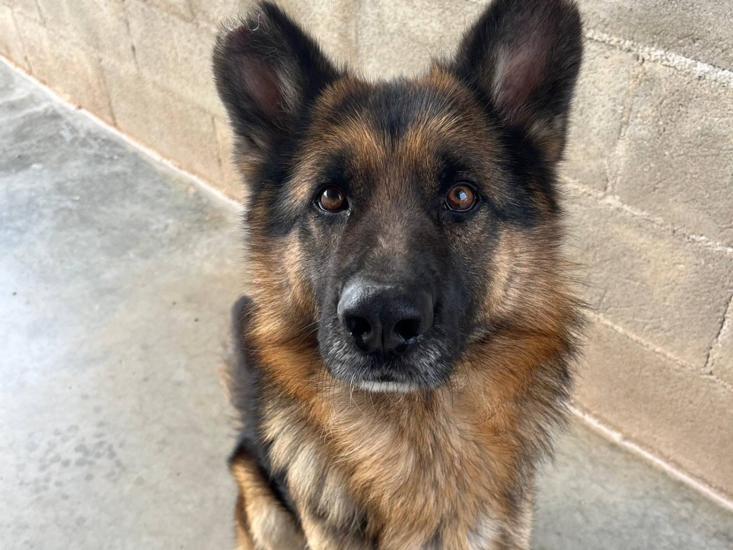Adozione cane, maschio, Pastore tedesco Razza sconosciuta, 4 anni e 1 mese, taglia grande, Bari
