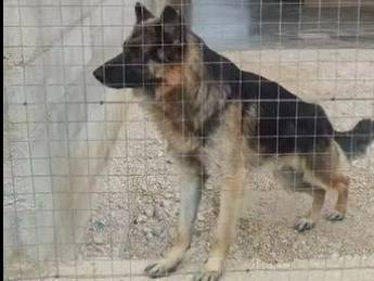 Adotta un cane, maschio, 4 anni e 1 mese, Bari