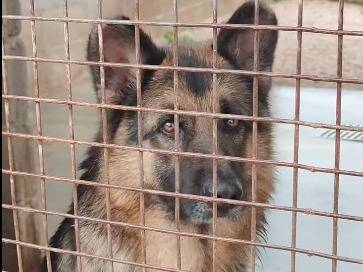 Adotta un cane, taglia grande, maschio, Bari