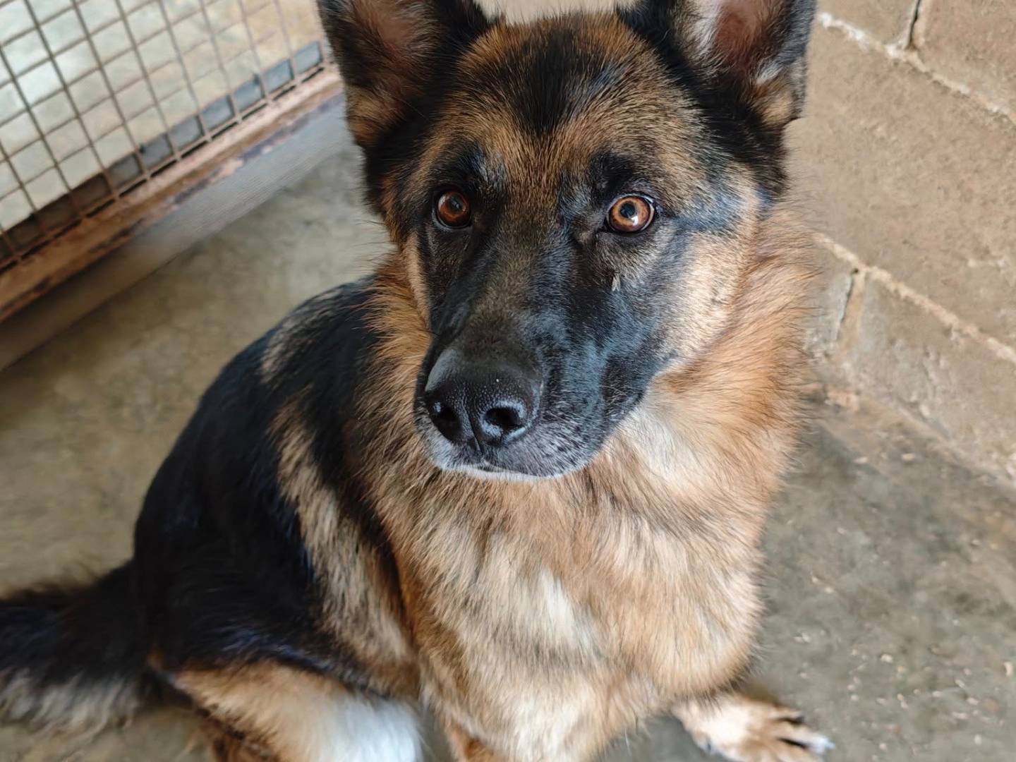 Vuoi adottare un cane a Bari?