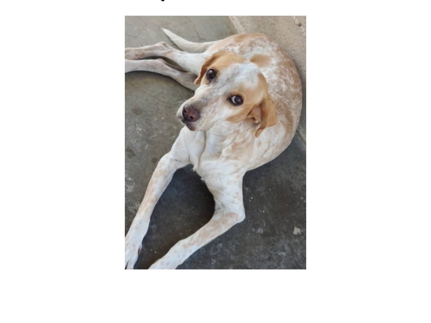 Vuoi adottare un cane a Bari?