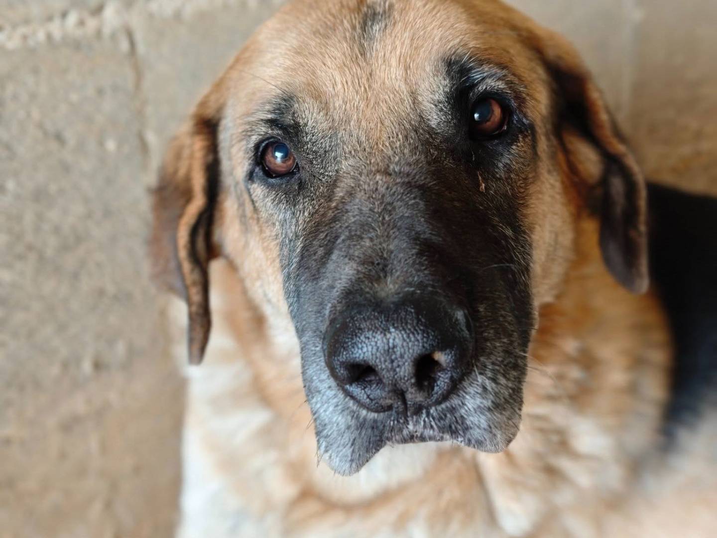 Adozione cane, maschio, Razza sconosciuta Razza sconosciuta, 8 anni e 4 mesi, taglia gigante, Bari