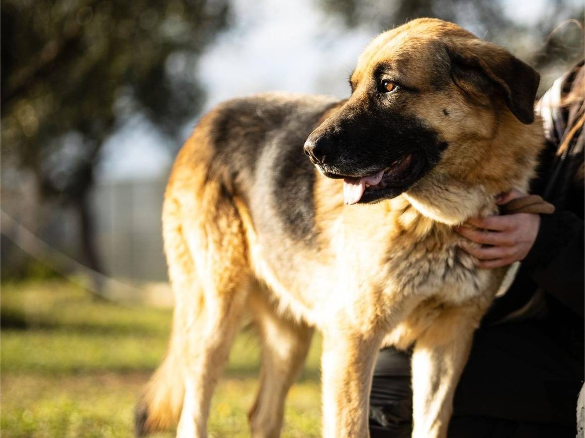 Adotta un cane, maschio, 8 anni e 4 mesi, Bari