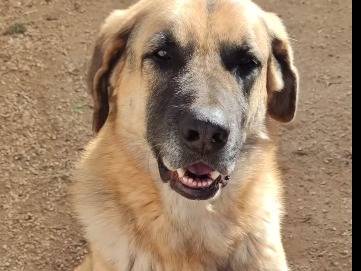 Adotta un cane, taglia gigante, maschio, Bari