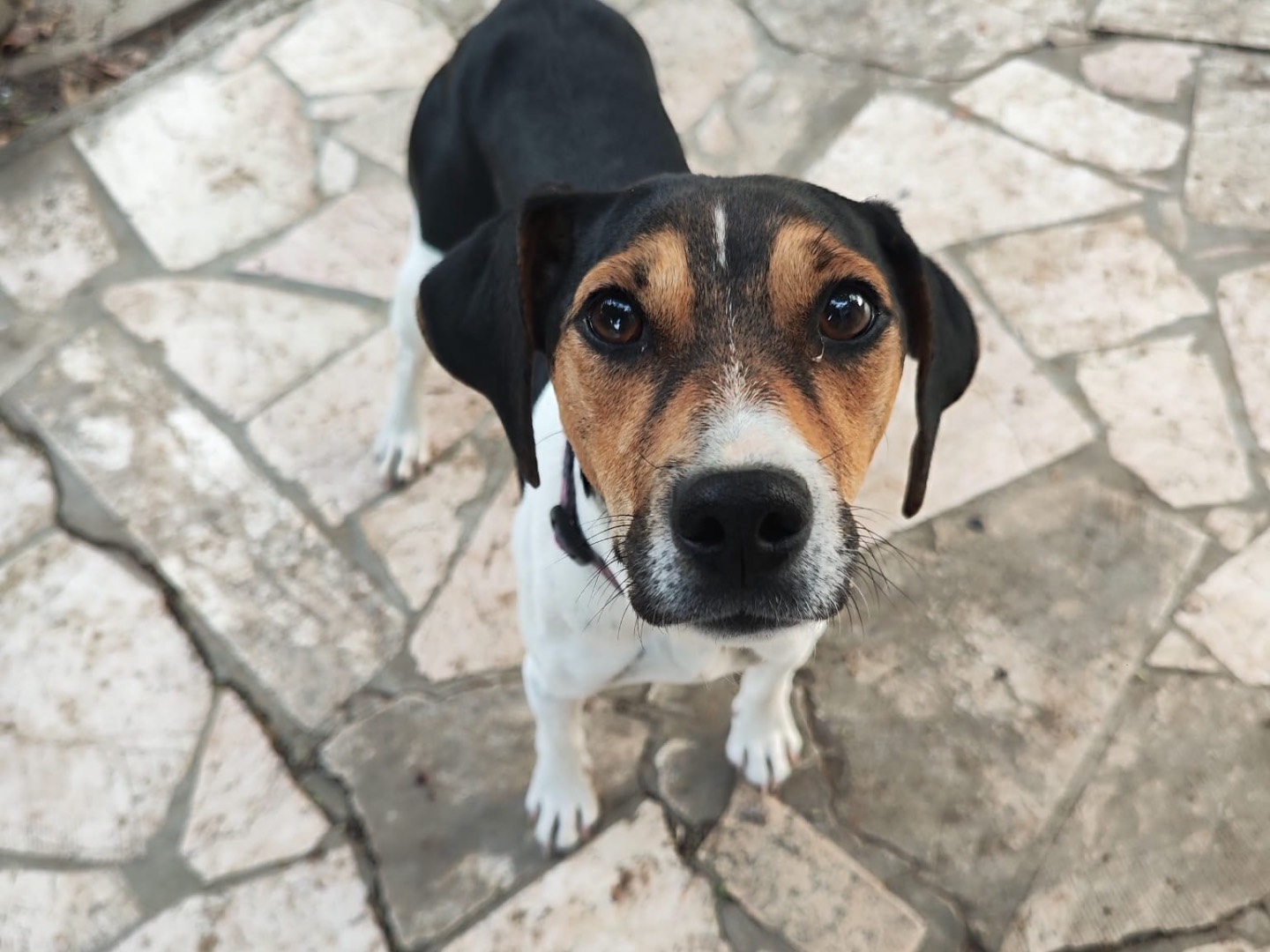 Adozione cane, maschio, Razza sconosciuta Razza sconosciuta, 6 mesi, taglia piccola, Teramo