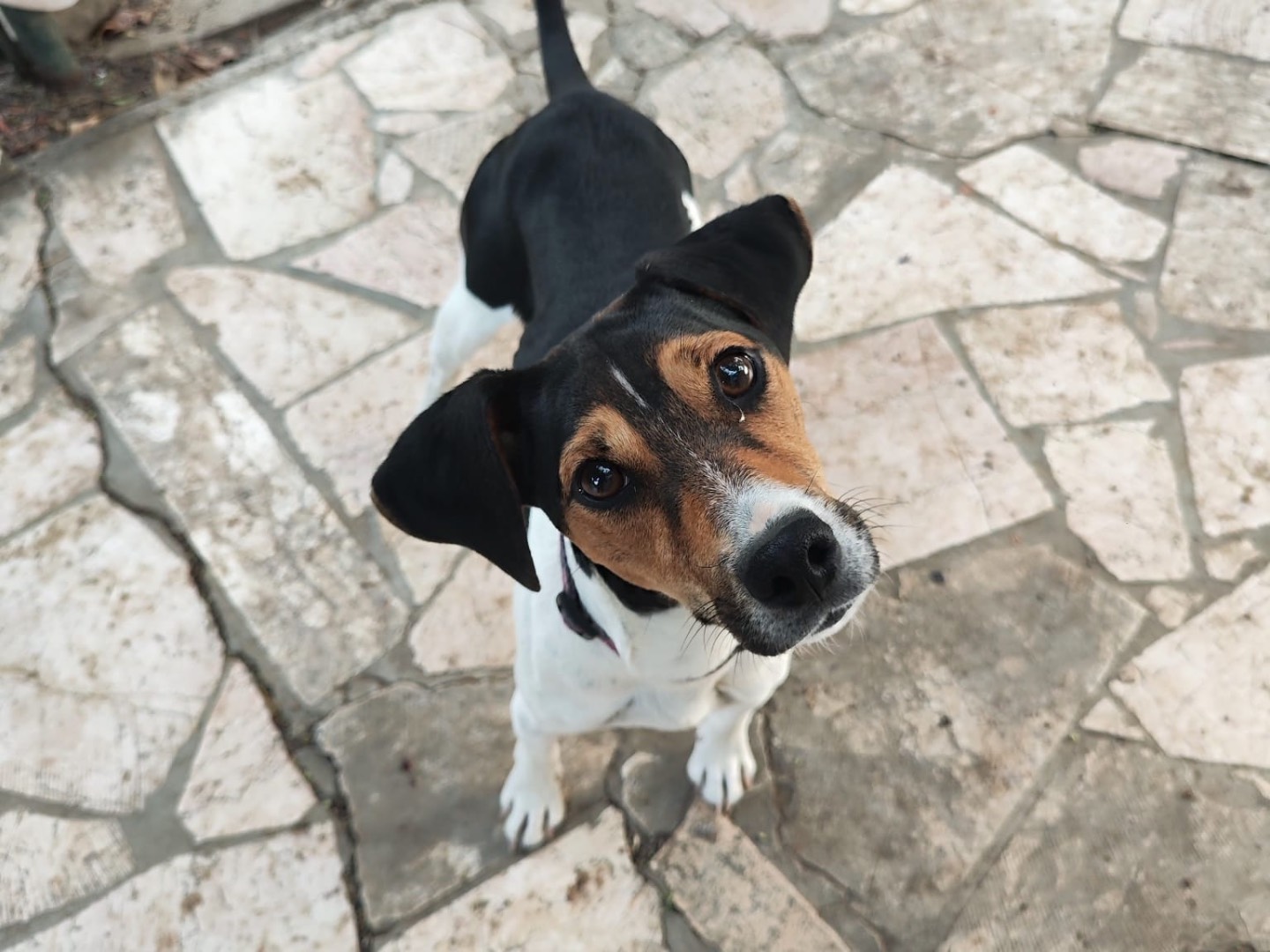 Adotta un cane, maschio, 6 mesi, Teramo
