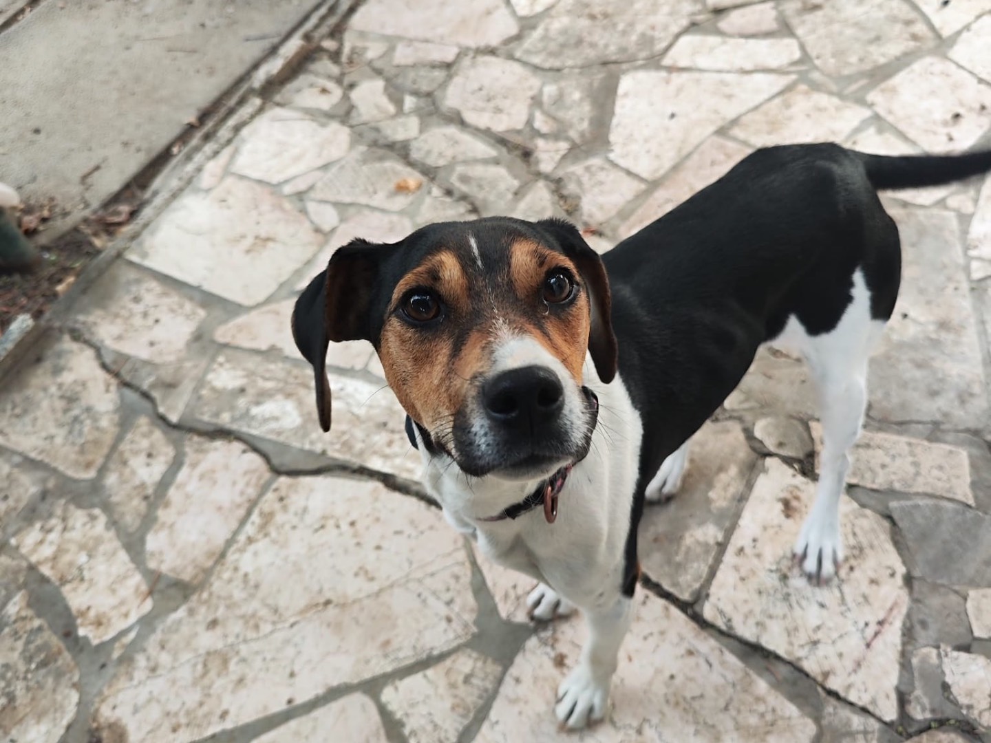Adotta un cane, taglia piccola, maschio, Teramo