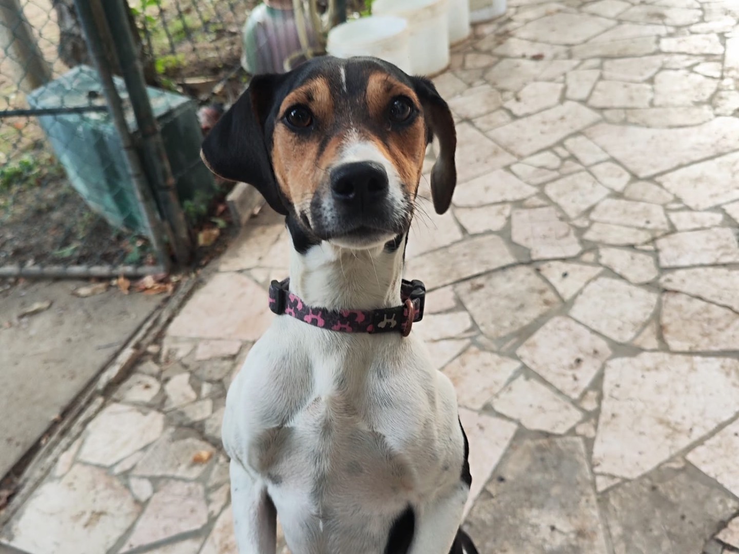 Vuoi adottare un cane a Teramo?