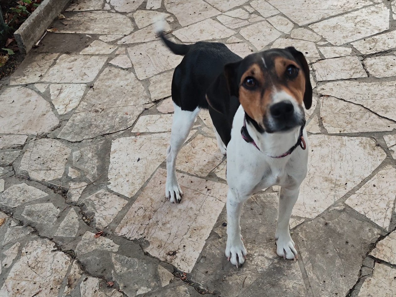 Adotta il cane Birillo  a Teramo