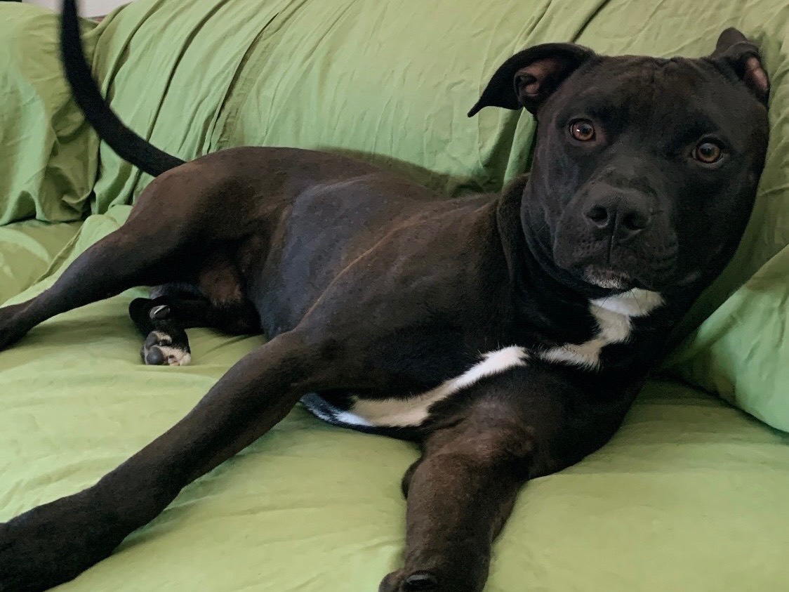Adozione cane, maschio, Pitbull Razza sconosciuta, 1 anno e 11 mesi, taglia media, Ancona
