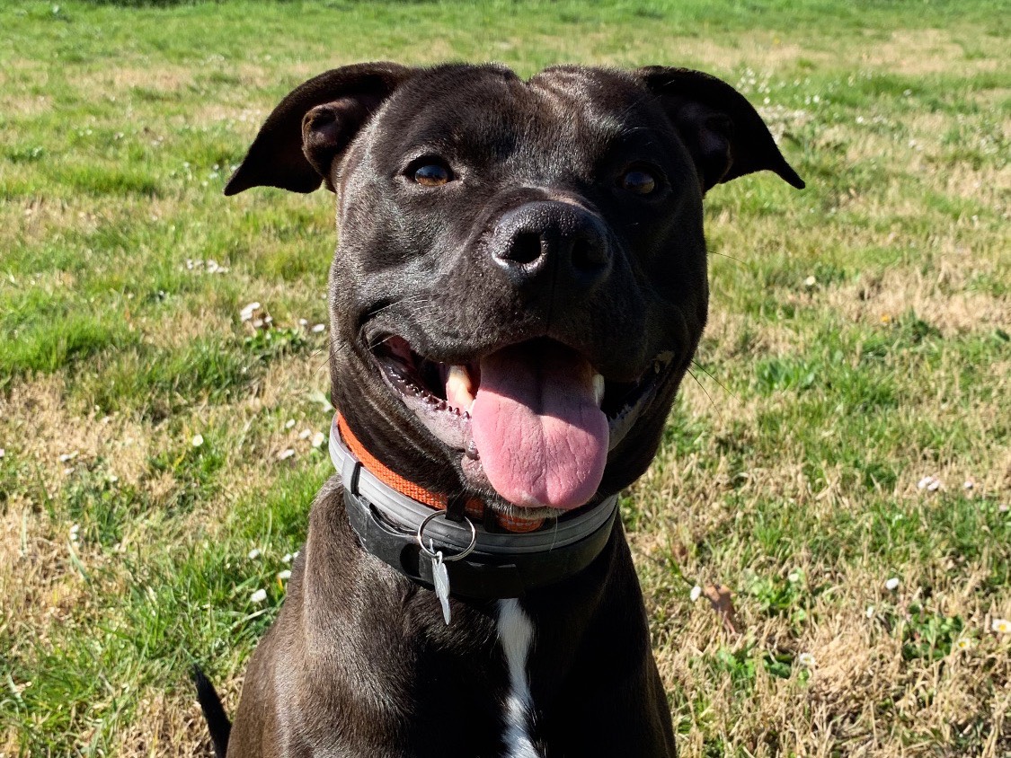 Adotta un cane, maschio, 1 anno e 11 mesi, Ancona
