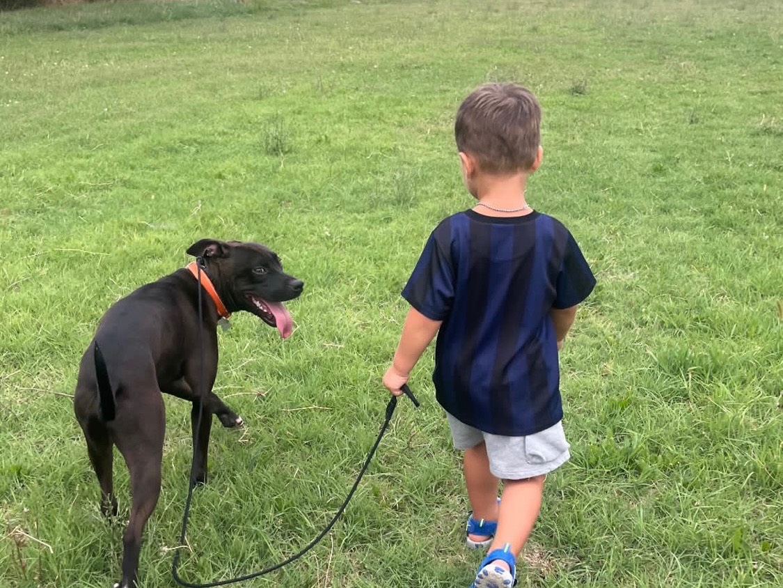 Adotta un cane, taglia media, maschio, Ancona