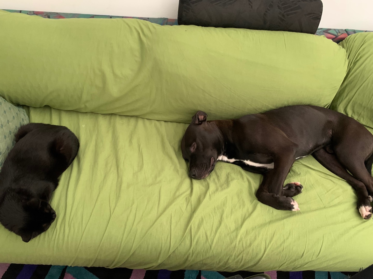 Vuoi adottare un cane a Ancona?