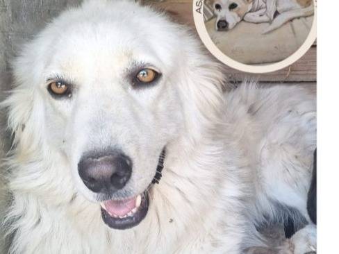 Adozione cane, femmina, Pastore maremmano Razza sconosciuta, 2 anni e 1 mese, taglia media, Cosenza