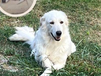 Adotta un cane, femmina, 2 anni e 1 mese, Cosenza