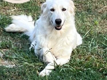 Adotta un cane, taglia media, femmina, Cosenza