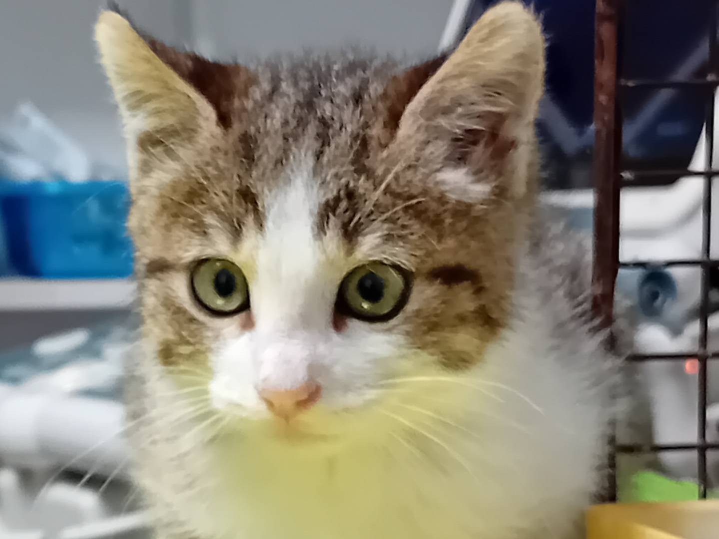 Adozione gatto, maschio, Razza sconosciuta Razza sconosciuta, 2 mesi, taglia non valida, Parma