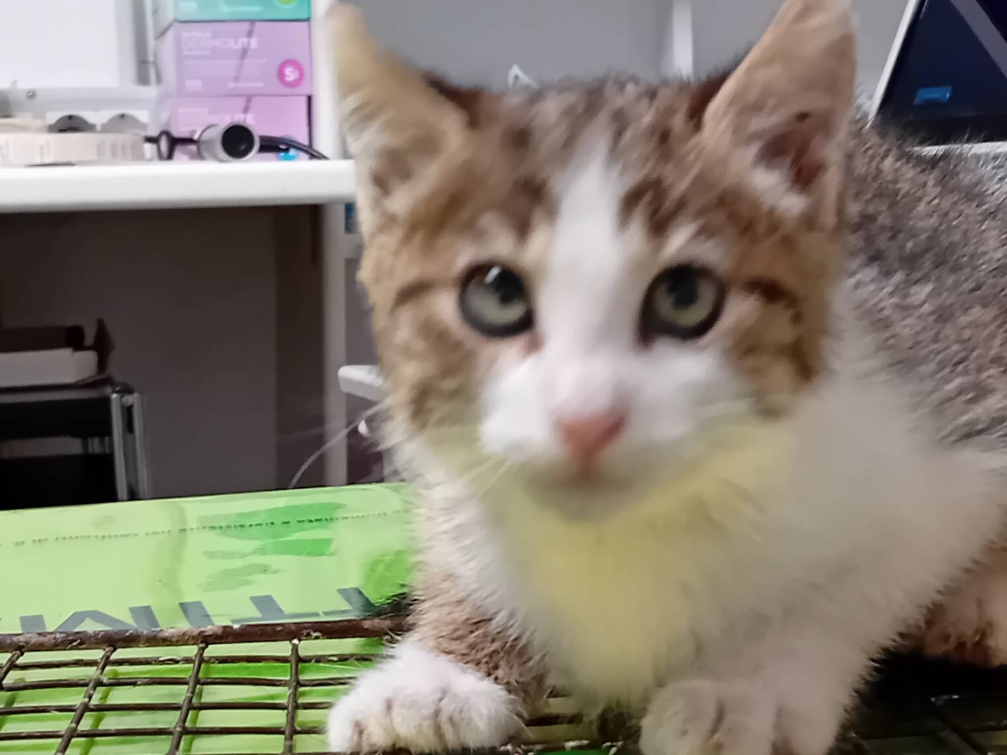 Adotta un gatto, maschio, 2 mesi, Parma