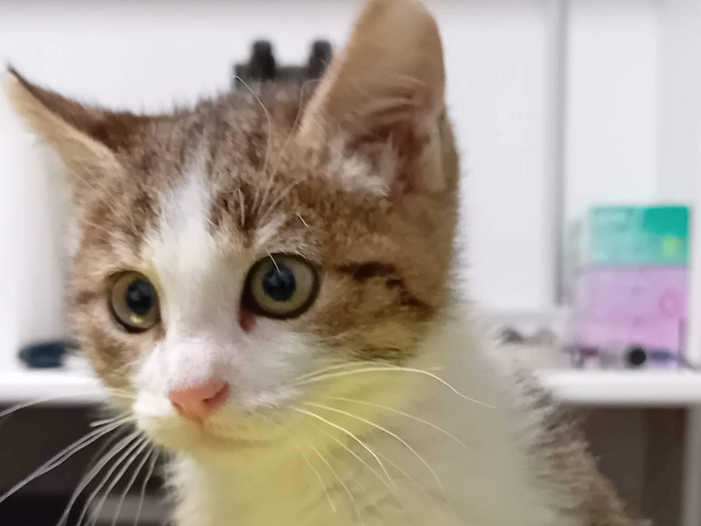 Adotta un gatto, taglia non valida, maschio, Parma