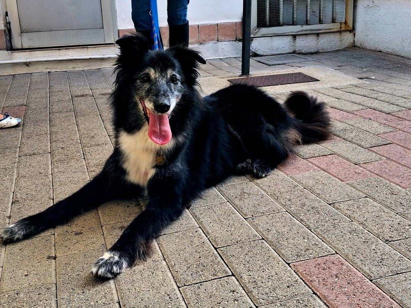 Adozione cane, maschio, Razza sconosciuta Razza sconosciuta, 8 anni e 2 mesi, taglia media, Milano