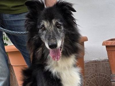 Adotta un cane, maschio, 8 anni e 2 mesi, Milano