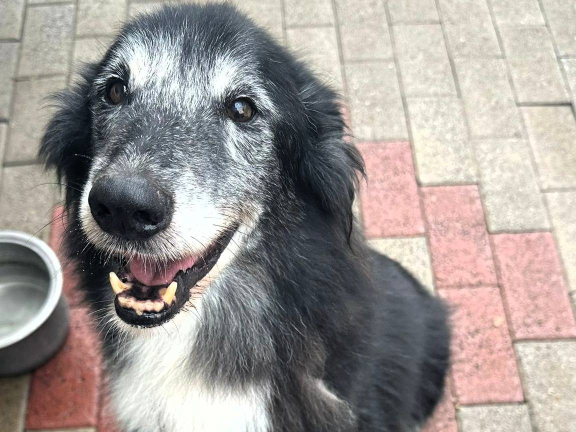 Adotta un cane, taglia media, maschio, Milano