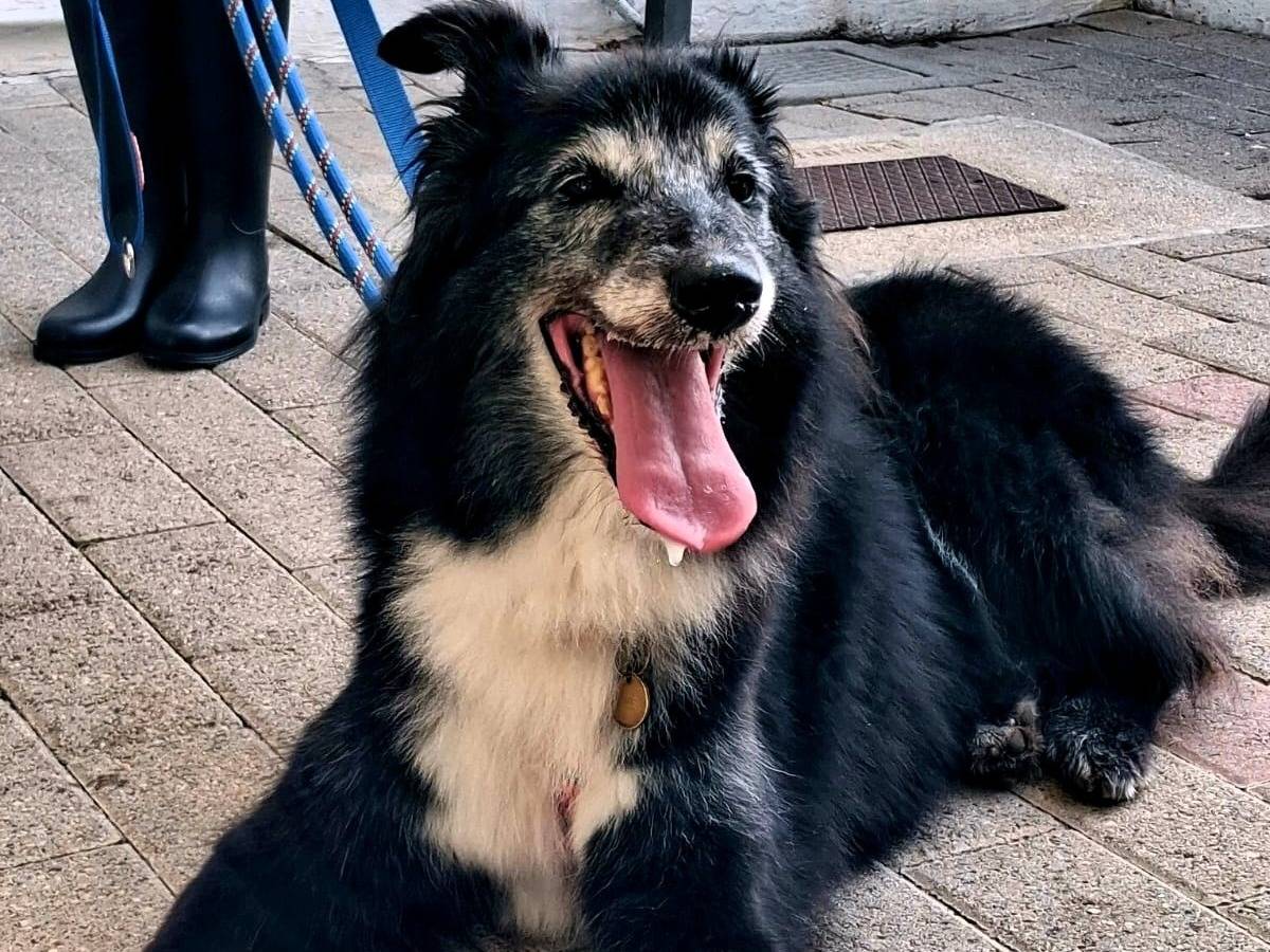 Adotta il cane RINGO a Milano