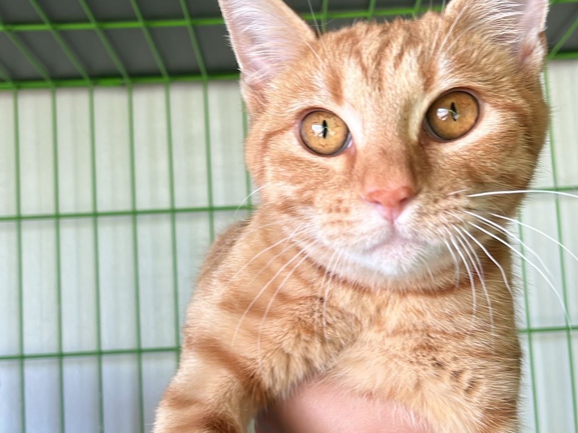 Adozione gatto, maschio, Razza sconosciuta Razza sconosciuta, 7 mesi, taglia non valida, Brescia