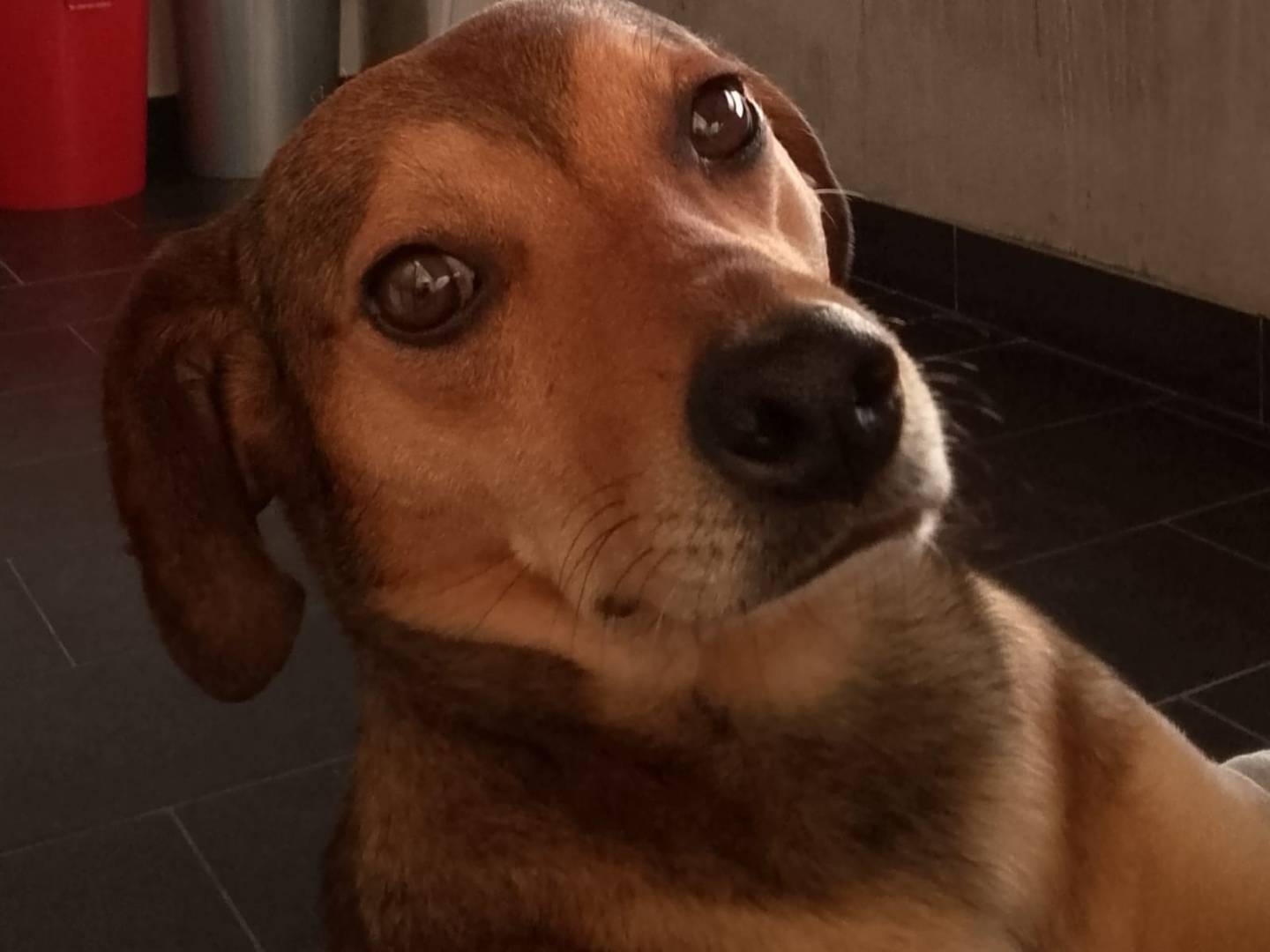 Adozione cane, maschio, Razza sconosciuta Razza sconosciuta, 1 anno e 8 mesi, taglia media contenuta, Reggio