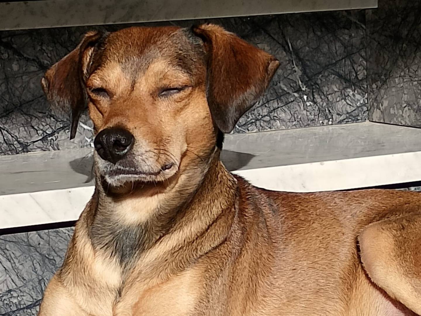 Adotta un cane, maschio, 1 anno e 8 mesi, Reggio