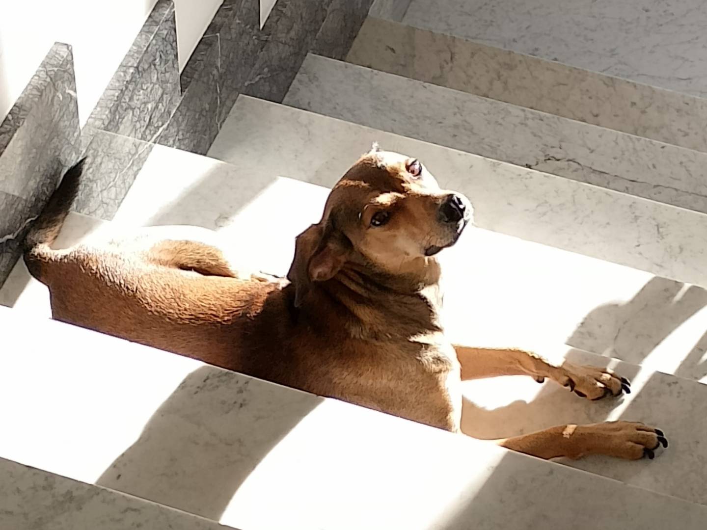 Adotta un cane, taglia media contenuta, maschio, Reggio
