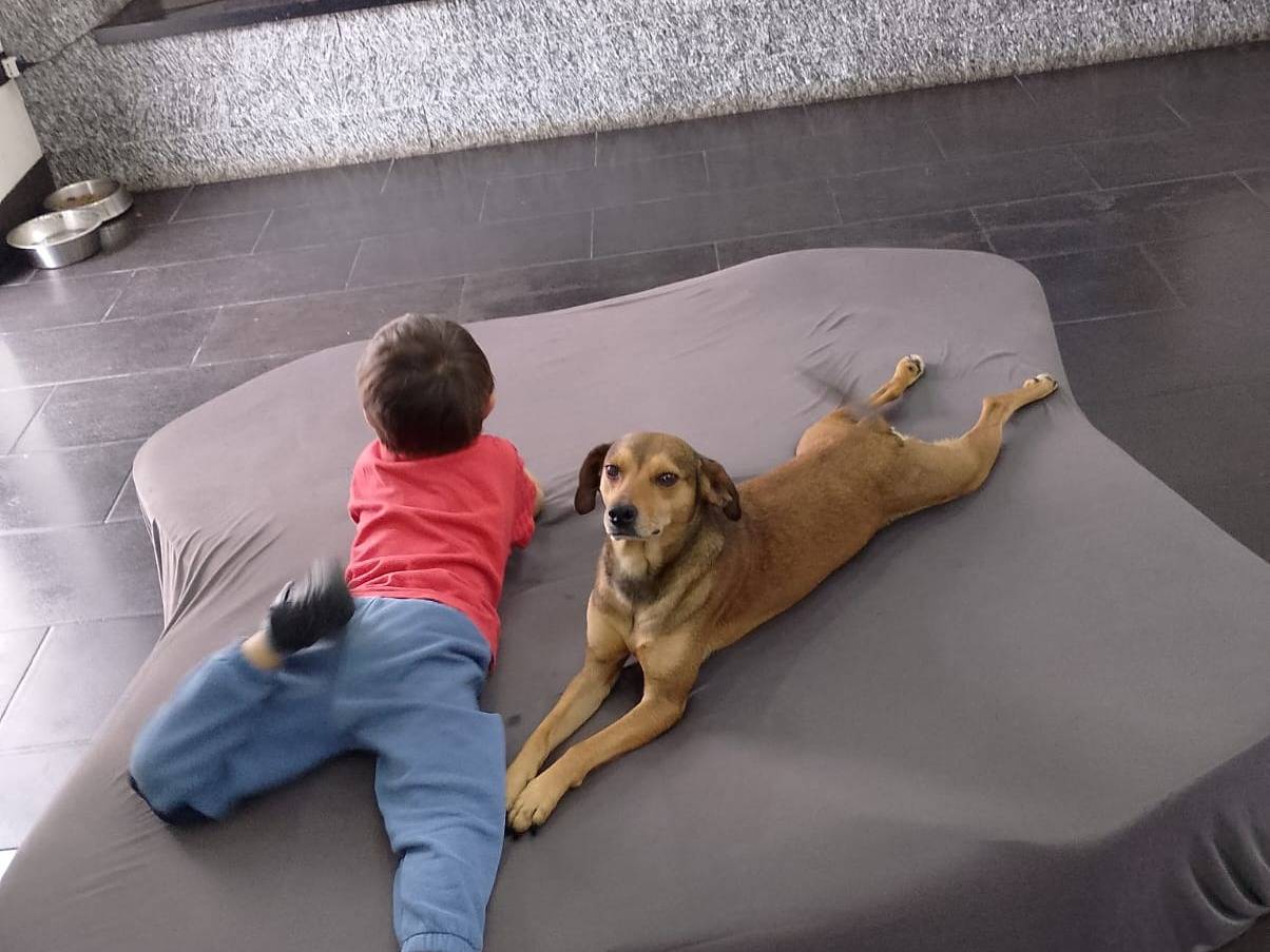 Vuoi adottare un cane a Reggio?