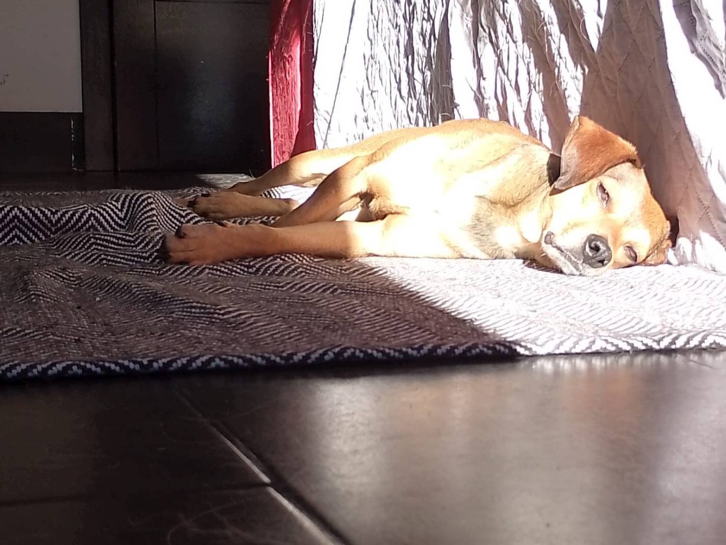 Adotta il cane NINJIA a Reggio