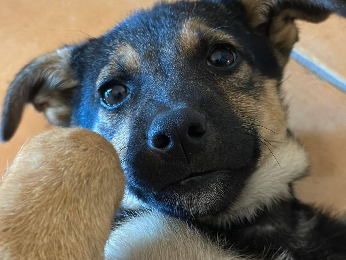 Adozione cane, femmina, Razza sconosciuta Razza sconosciuta, 2 mesi, taglia media, Benevento