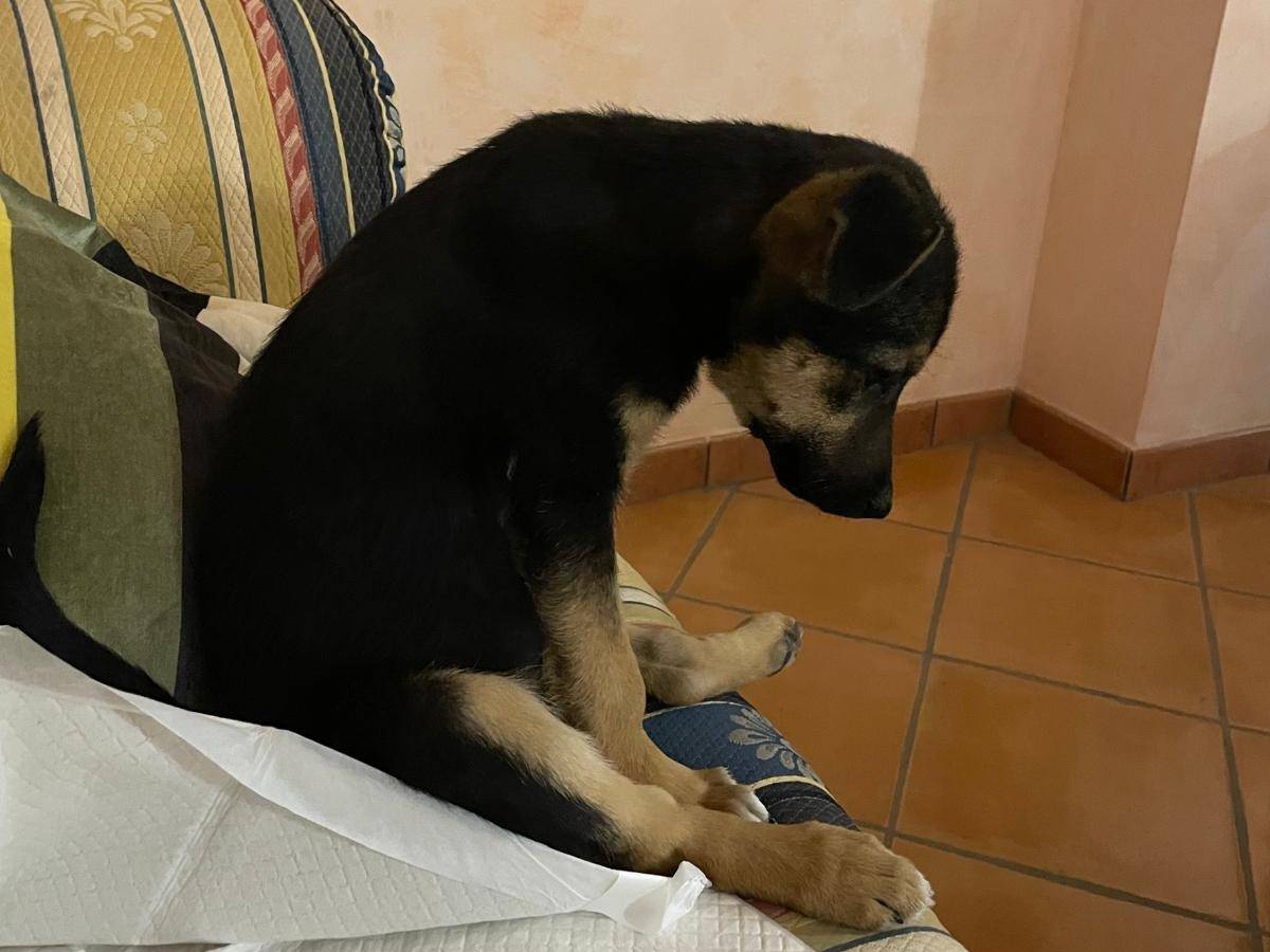 Adotta un cane, femmina, 2 mesi, Benevento