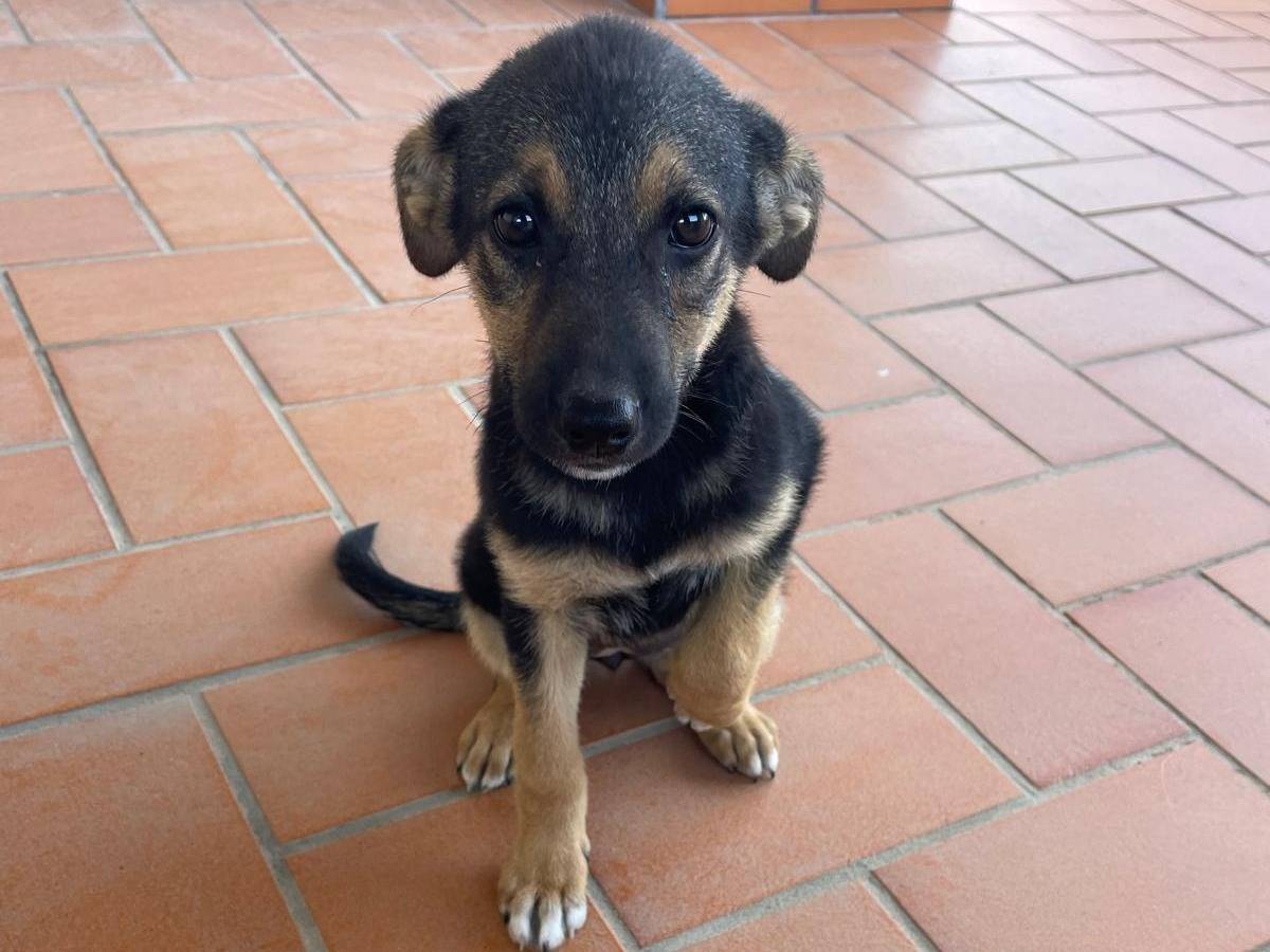 Adotta un cane, taglia media, femmina, Benevento