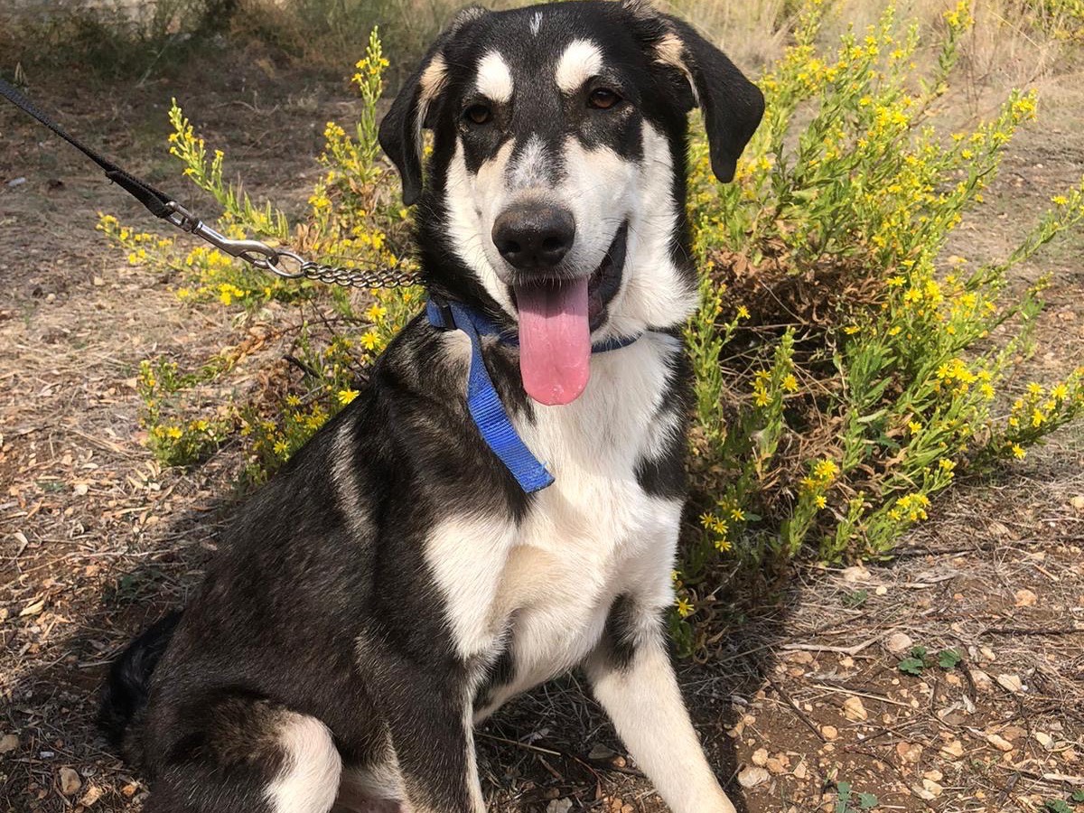 Adozione cane, maschio, Border Collie Pastore tedesco, 4 mesi, taglia media, Siracusa