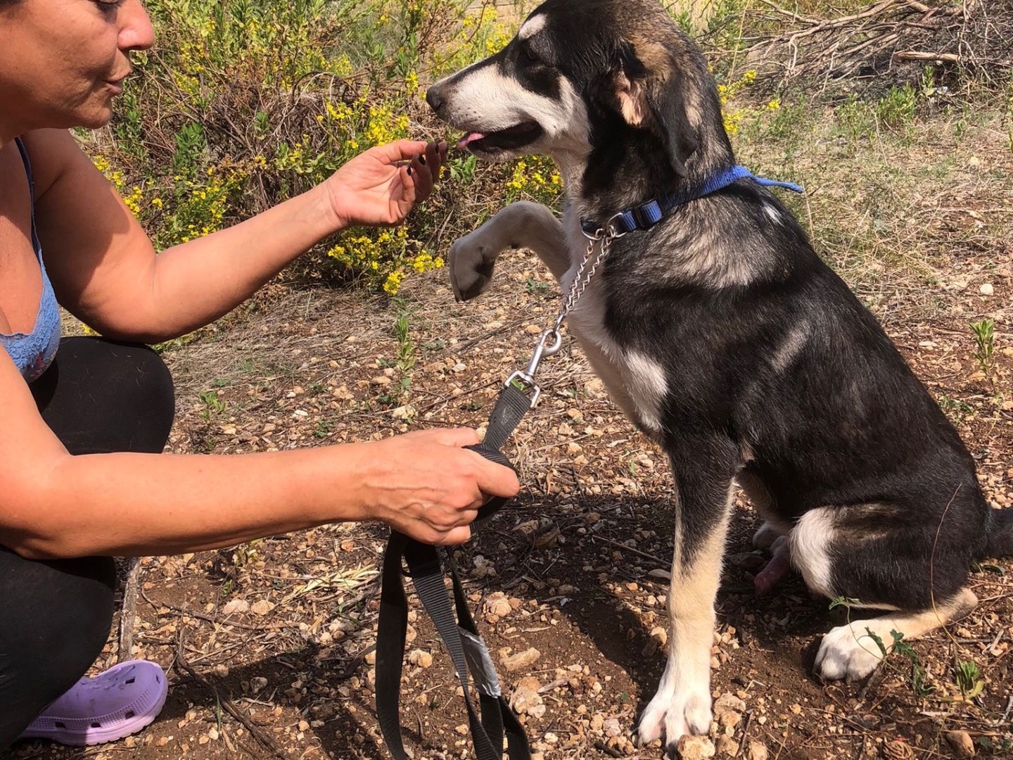 Adotta un cane, maschio, 4 mesi, Siracusa