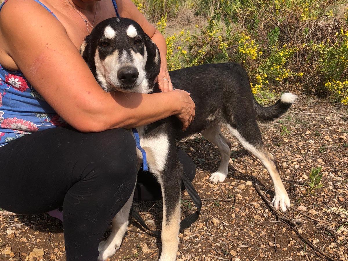 Vuoi adottare un cane a Siracusa?