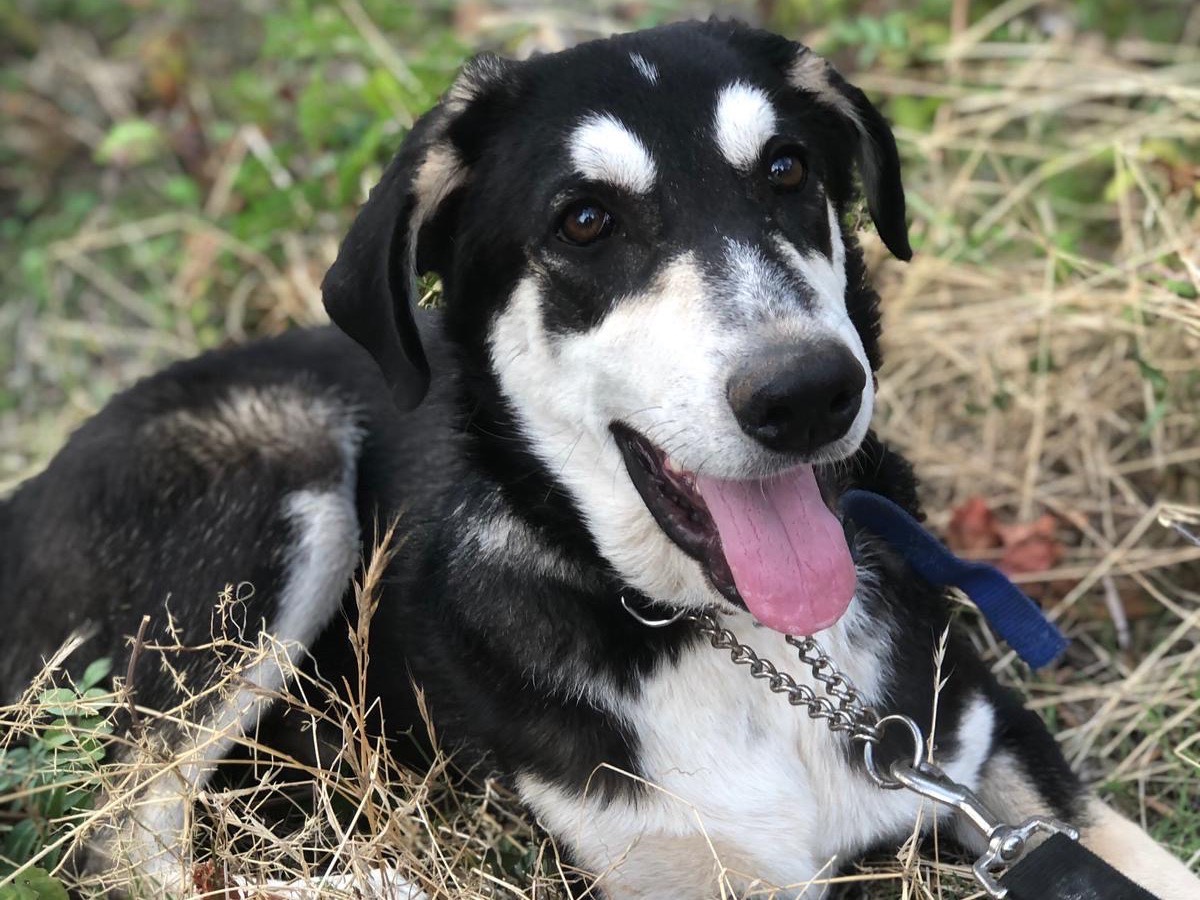 Adotta il cane Nico a Siracusa
